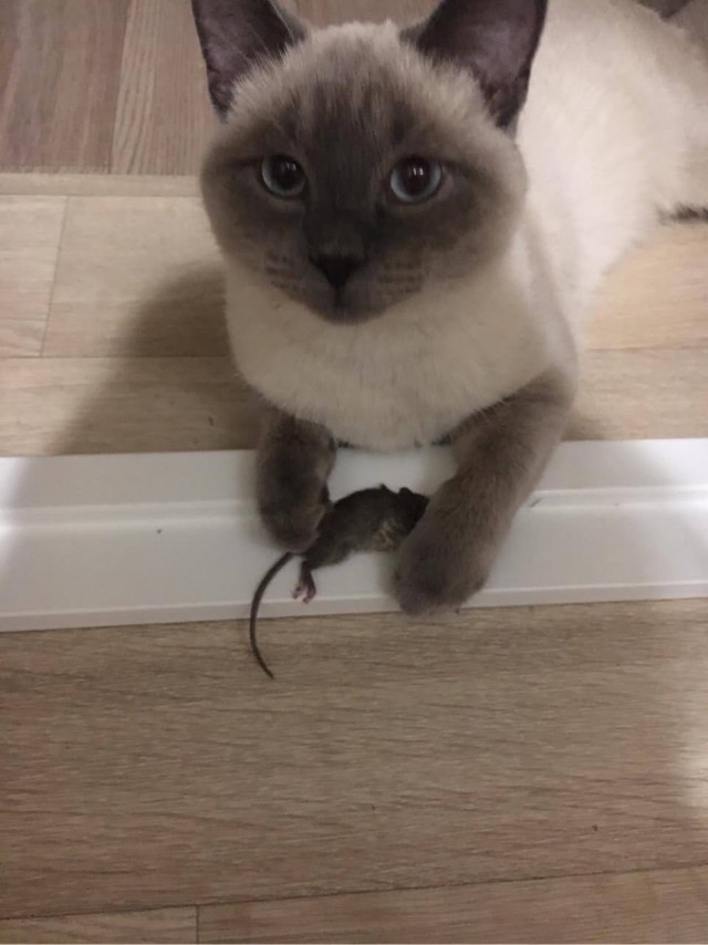 А что это мы котовторник не начинаем? Время пришло!