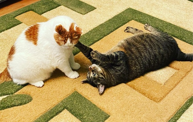 Котовторник вроде.