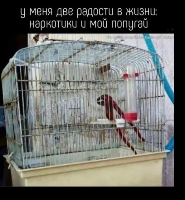 Вы спрашивали, есть ли у меня домашняя живность, коллеги.
