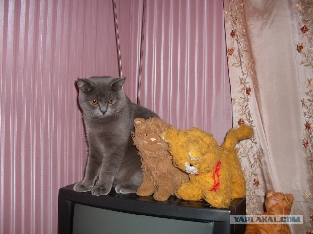 Начну котовторник чуть раньше!