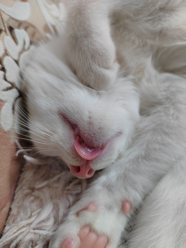 Котоюмор на ЯП. Веселые кото-картинки!