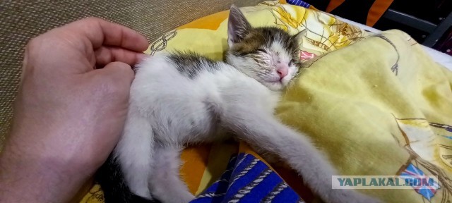 КисОВторнику быть! Всех с Новым Годом!
