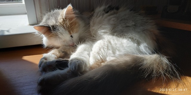 Котовторник, просто Барс