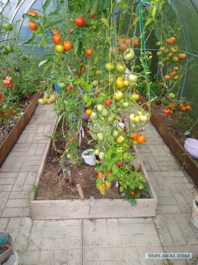 Дачники, есть чем похвастаться? Показываю - не продаю!