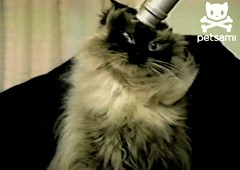 Межгалактический высасыватель мозга