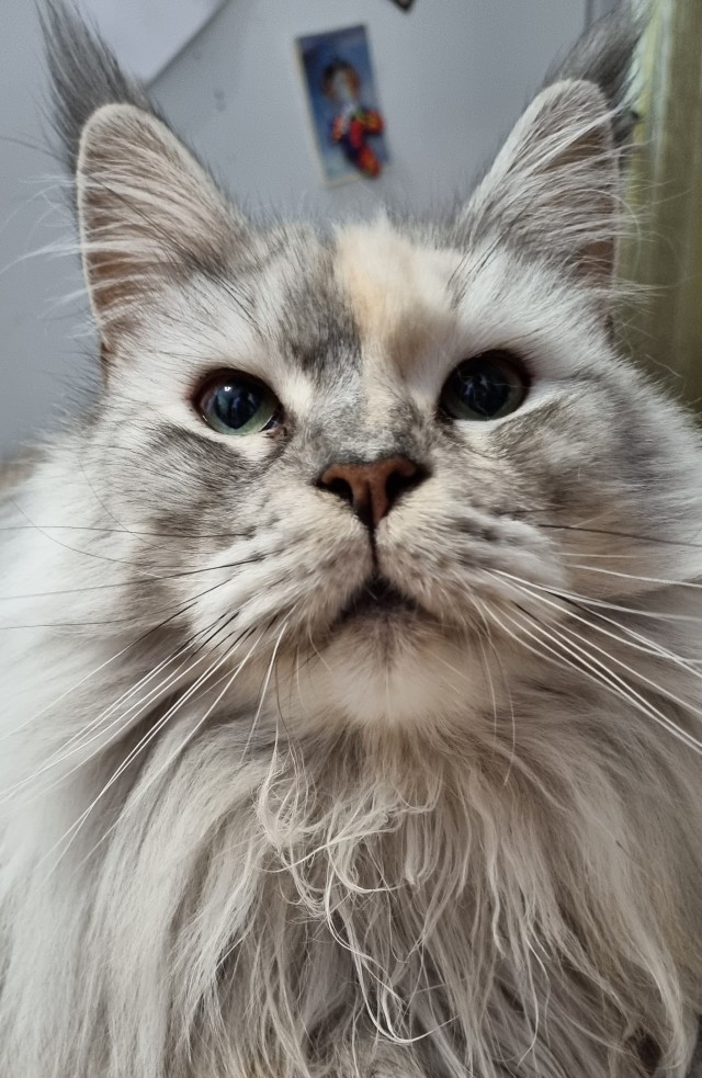 К - Котовторник ☺ Пополнение
