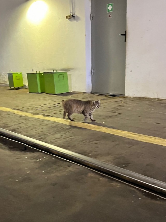 Очень производственные коты