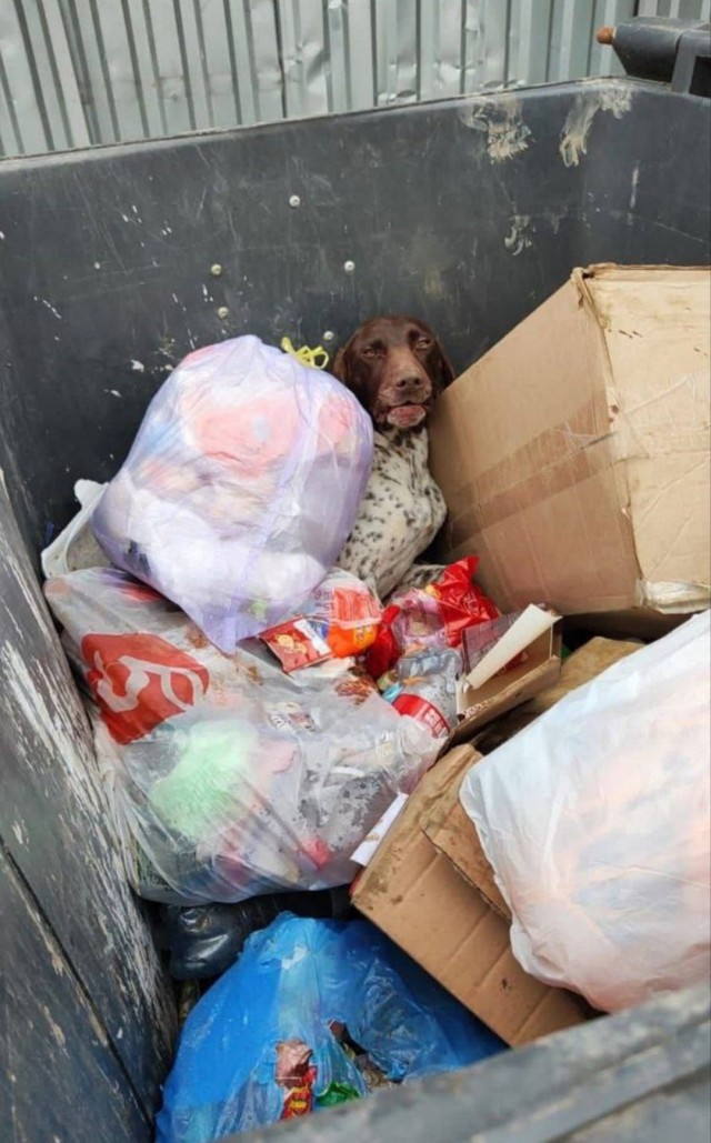 Жительница Крымска спасла породистую собаку, которую выбросили в мусорный бак