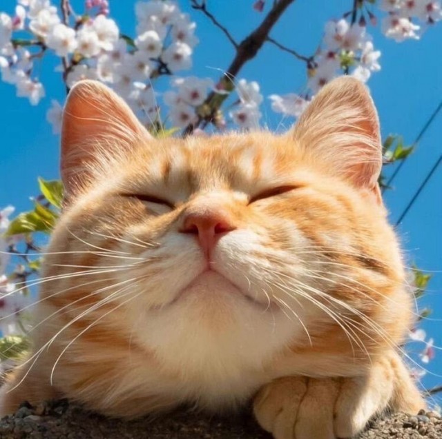 С котовторником ЯПовцы