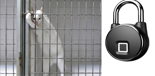 Проводник, высадившая кота Твикса, временно отстранена от работы