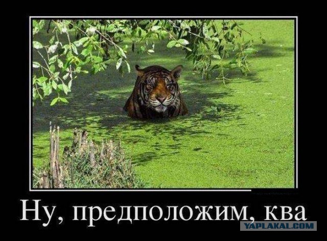 Тигр потерял свою игрушку