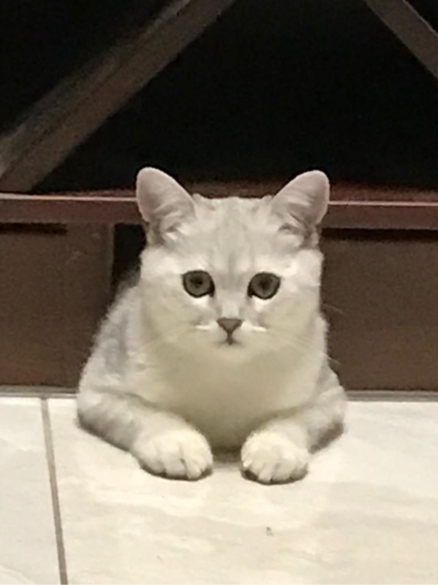 Котовторник!