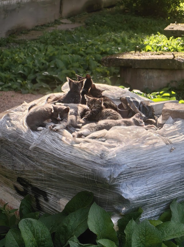 Кот на остановке