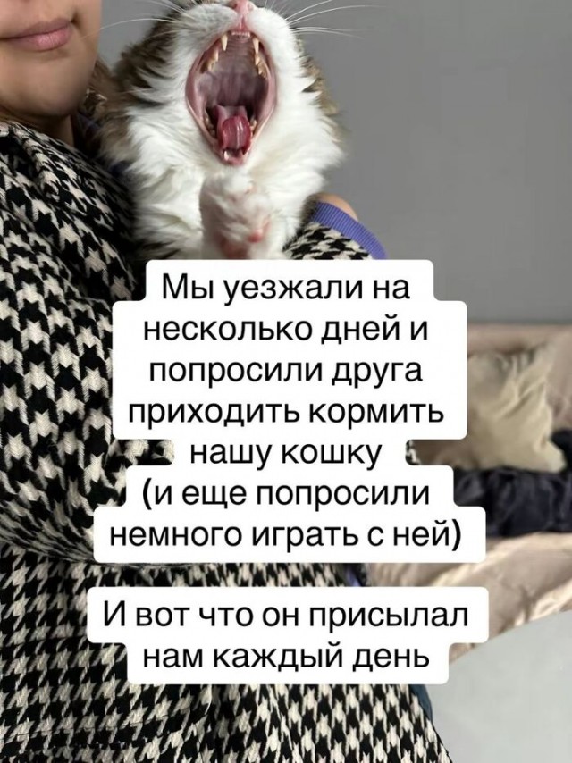 Кошка: "Это были лучшие несколько дней в моей жизни"