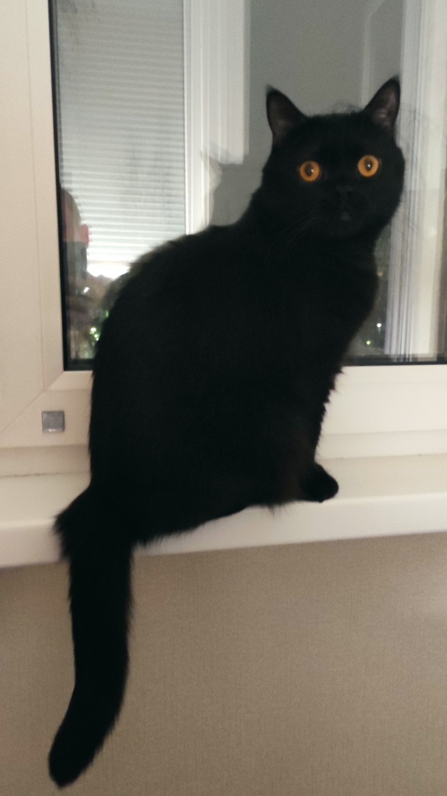 Котовторник 05/11/2024