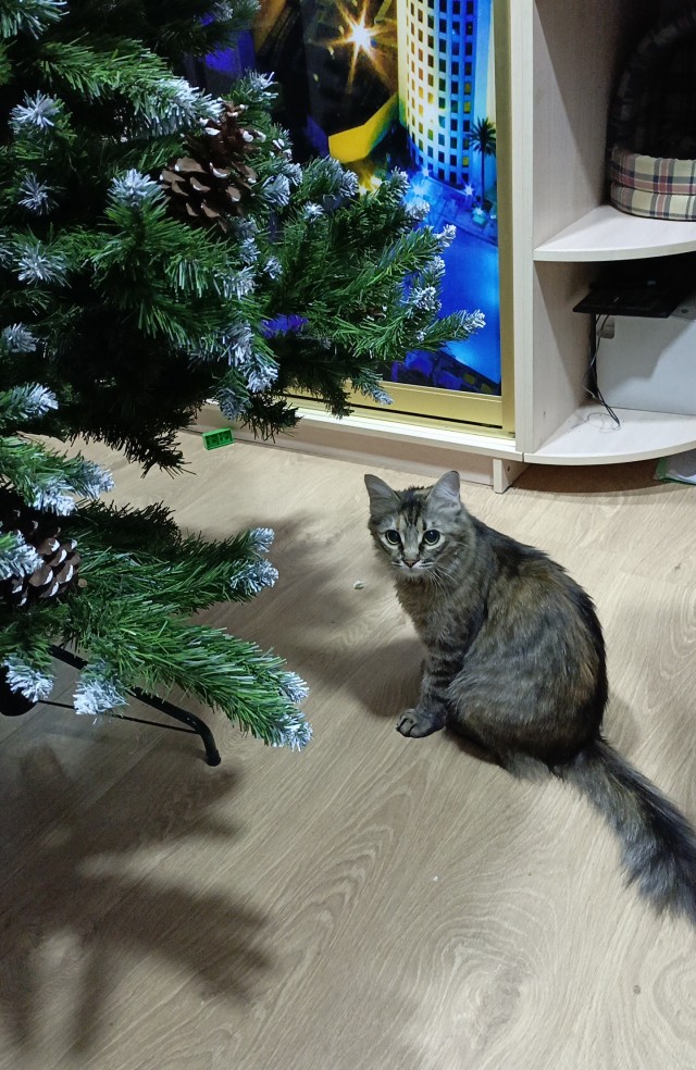 Котовторник