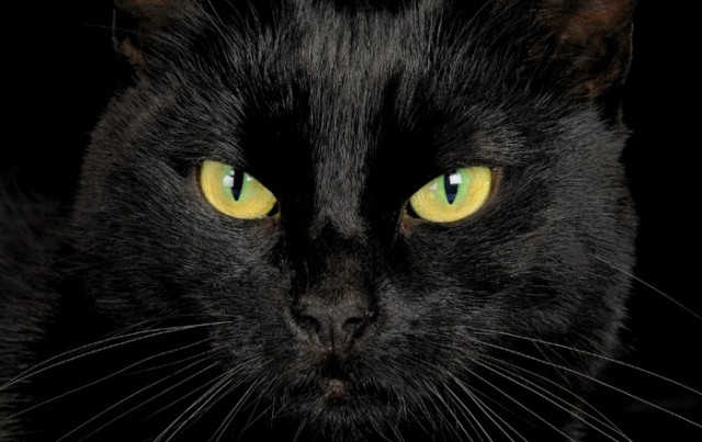 Кот кинетический