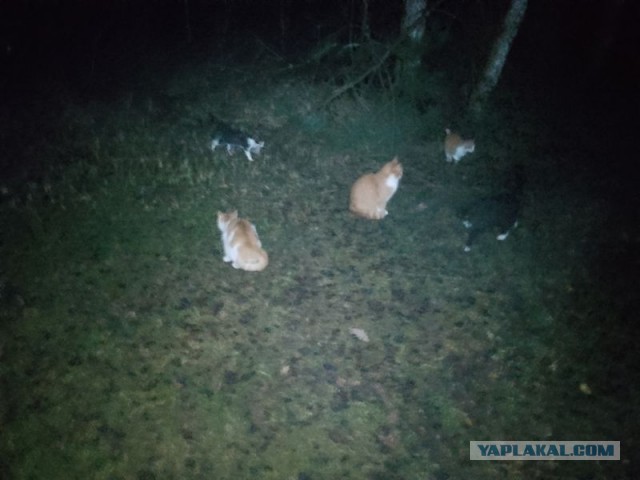 Жизнь домашнего приюта для котеек 530