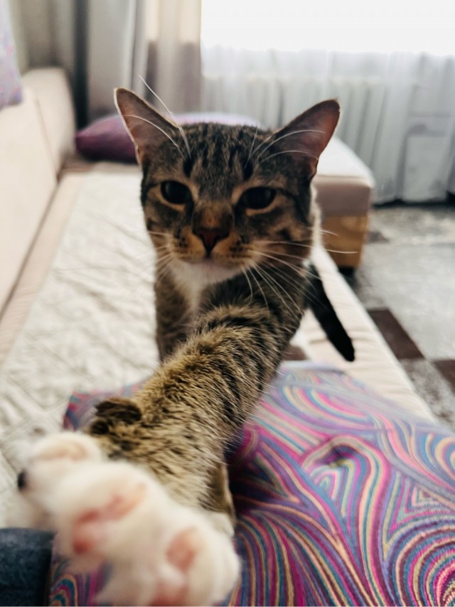 Дай пять в котовторник