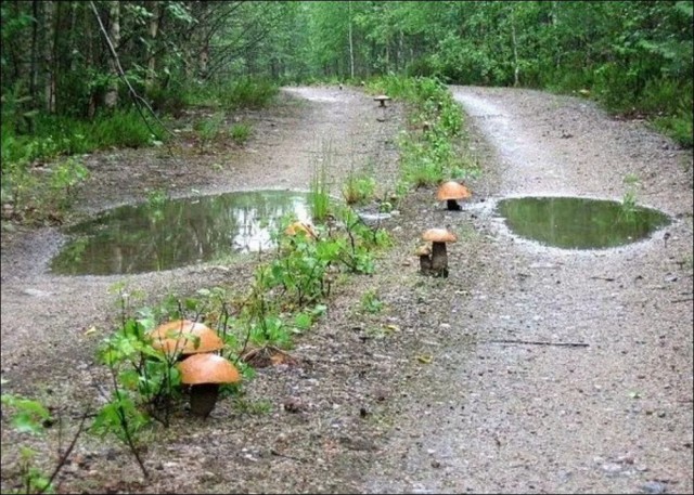 ФотоВинегрет