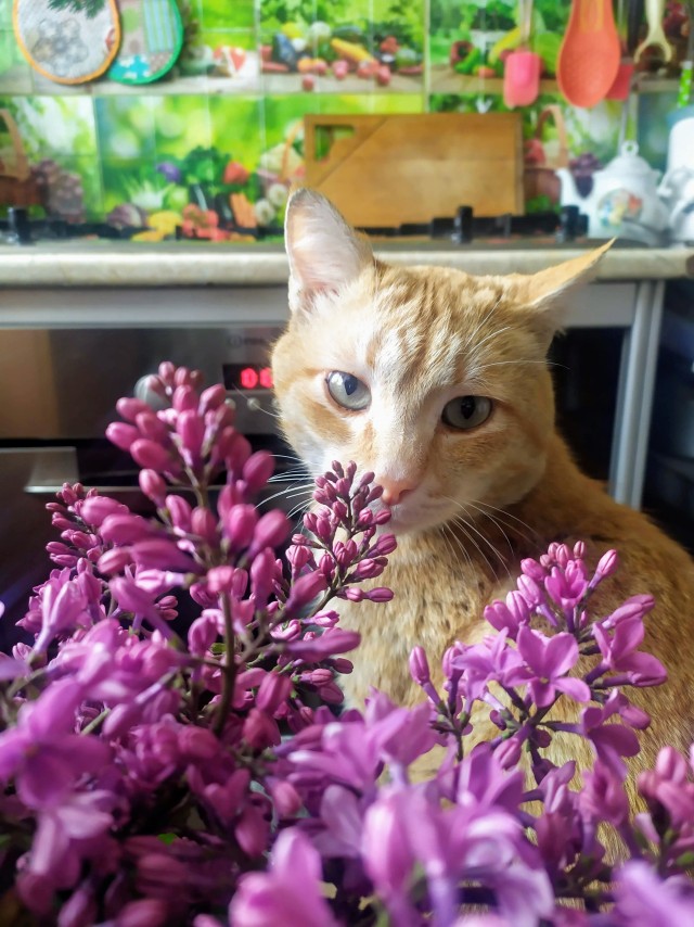 Котовторник