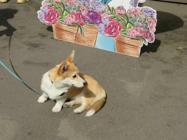 Парад корги в Москве на ВДНХ