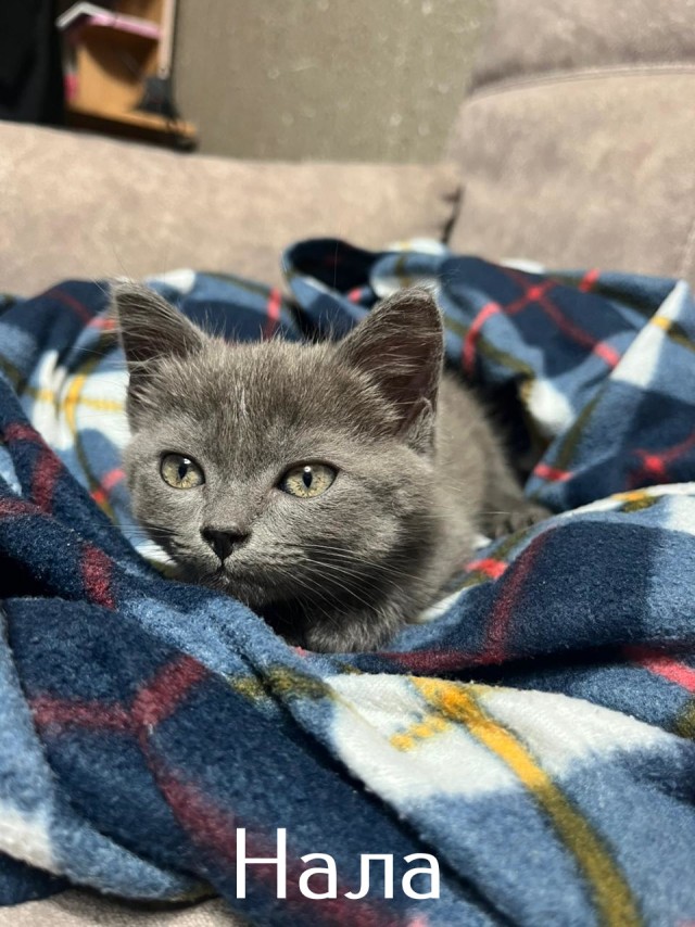 Жизнь домашнего приюта "Котоленд" 515