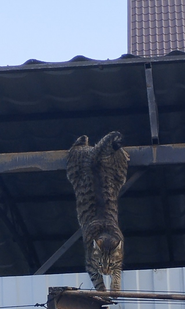 Кошачьи звезды вэбкама