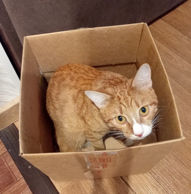 А котовторник уже пришёл?