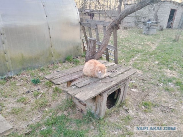 Жизнь домашнего приюта для котеек 576