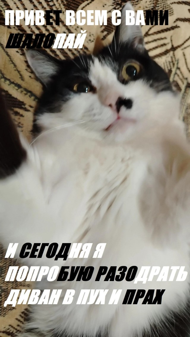 Дурацких фото котов тред — 3