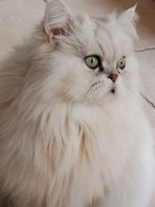 Котовторник: моя инвалидка