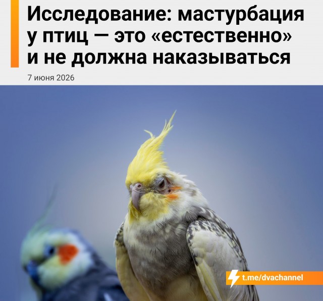Не мешайте птицам мастурбировать!!!