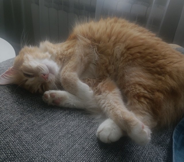 Продолжаем котовторник