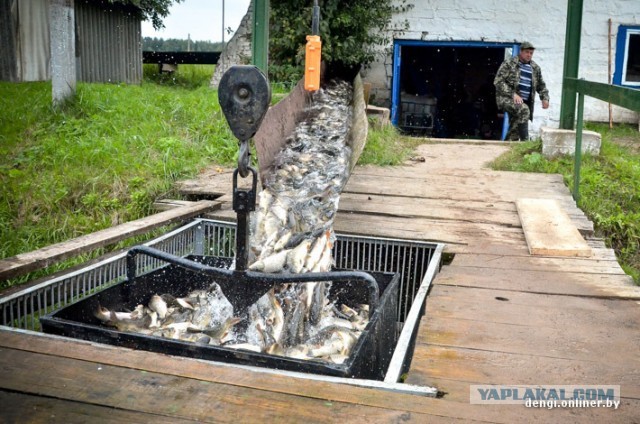 Ловцы грез: репортаж из белорусского рыбхоза