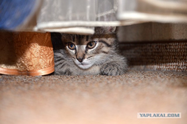Котовторник  08.04.2014