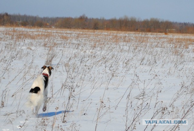 Собачки: русская борзая