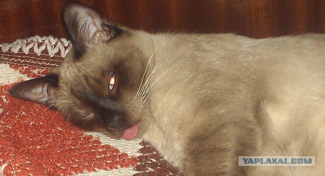 Тайские кошки