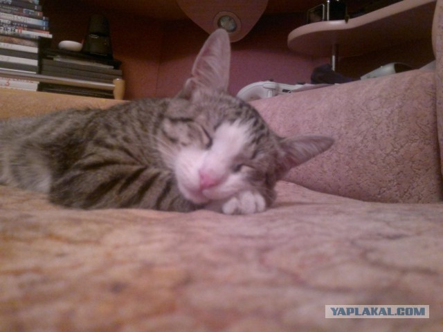 Котовторник 21.10.2014