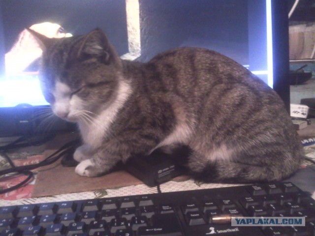 Котовторник 9.12.2014