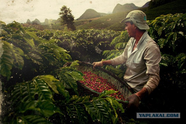Хочу в Бразилию