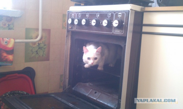 Самые популярные клички кошек и котов