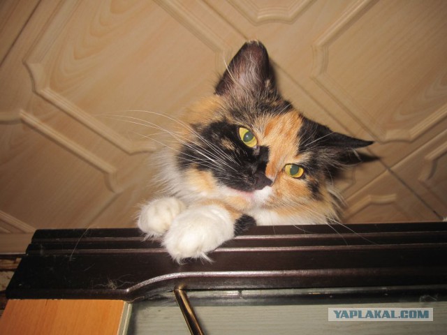 Котовторник 07 04 2015