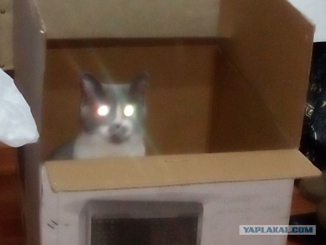 Котовторник 18.08.2015