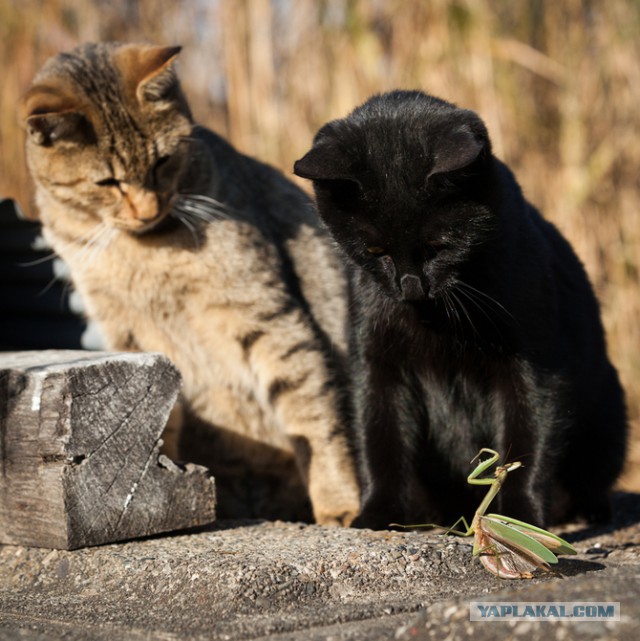 Котовторник 25.08.2015