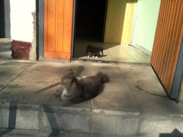 Котовторник 25.08.2015