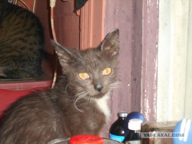 Жизнь домашнего приюта для котеек 95