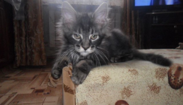 Котовторник