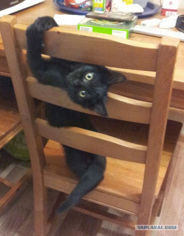 Котовторник 16.02.16