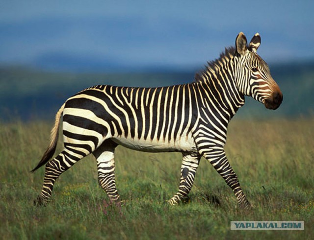 Тайна китайского камуфляжа